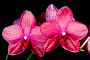 Phalaenopsis Haur Jih Fancy Cherie CT #3 AM/AOS 82 pts.